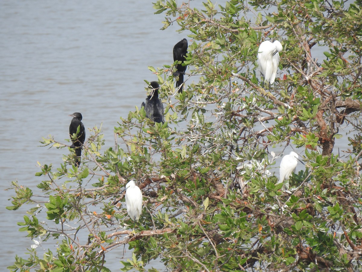 Little Egret - Ganeshwar S V