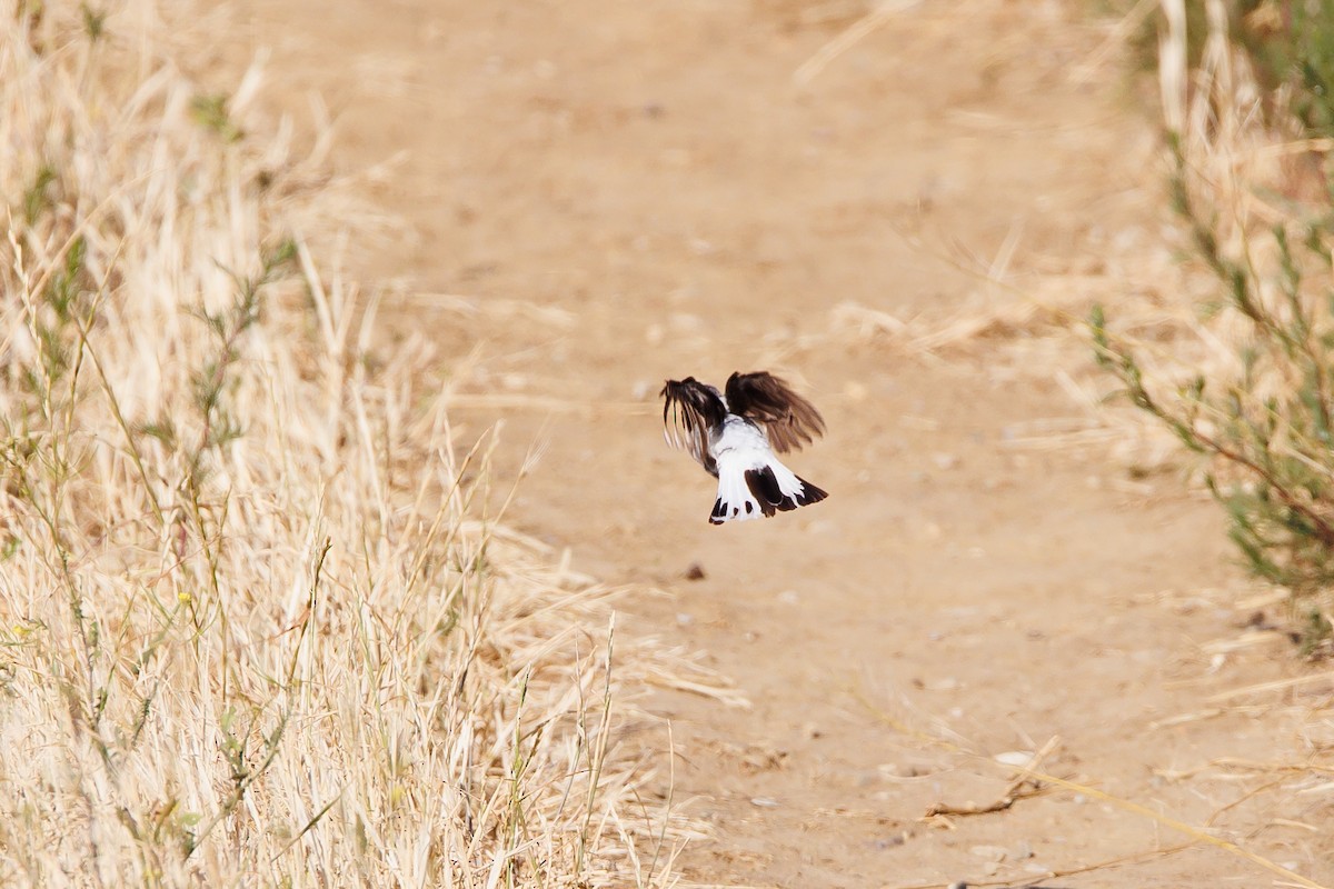 Pied Wheatear - ML620941624