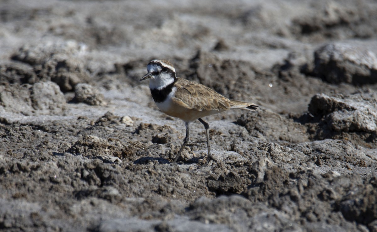 Madagascar Plover - ML620941626