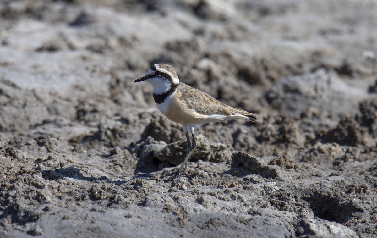 Madagascar Plover - Antonio Ceballos Barbancho