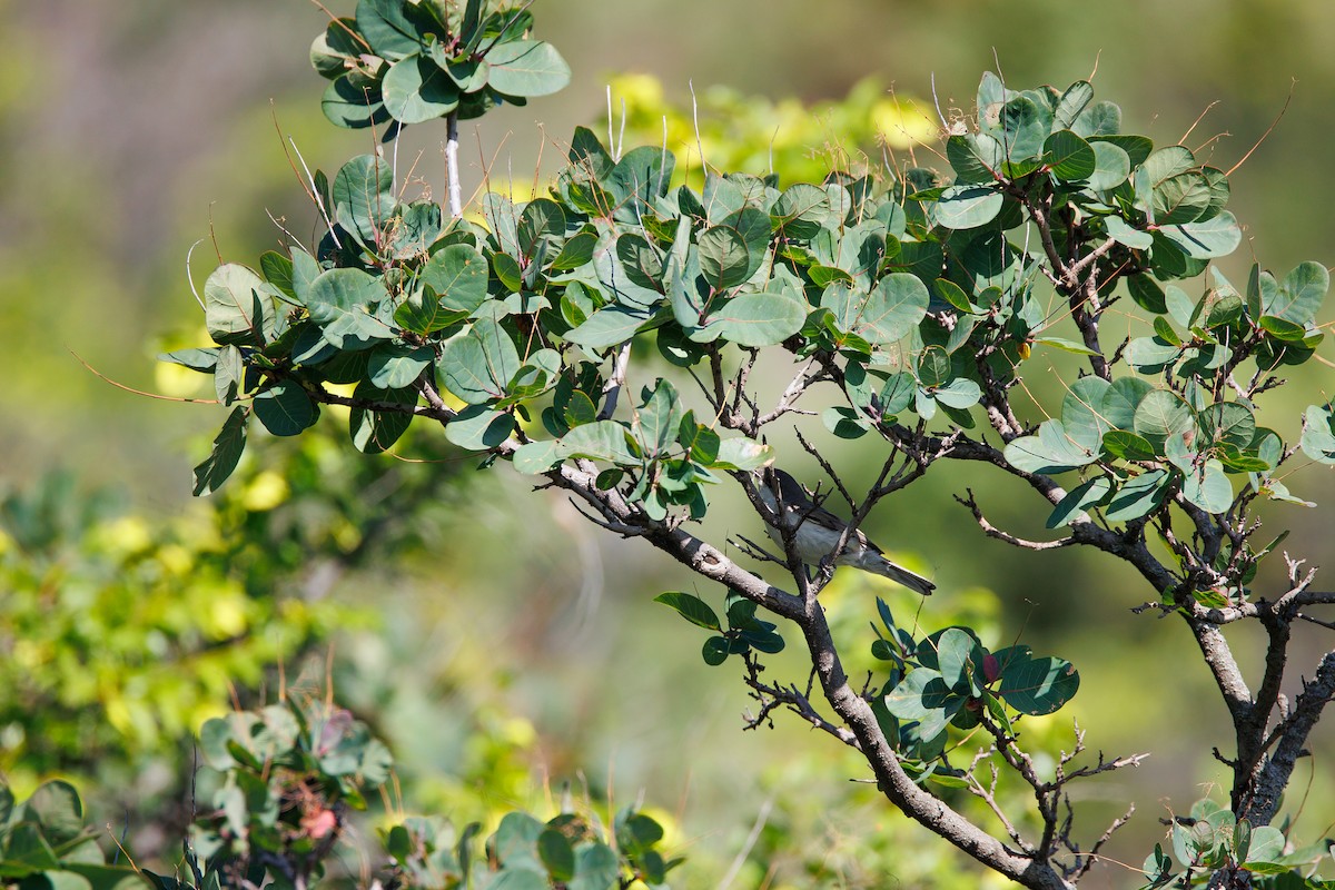 Lesser Whitethroat - ML620941634