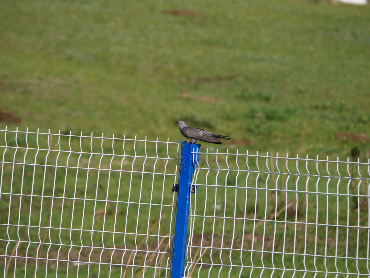 Common Cuckoo - ML620941646