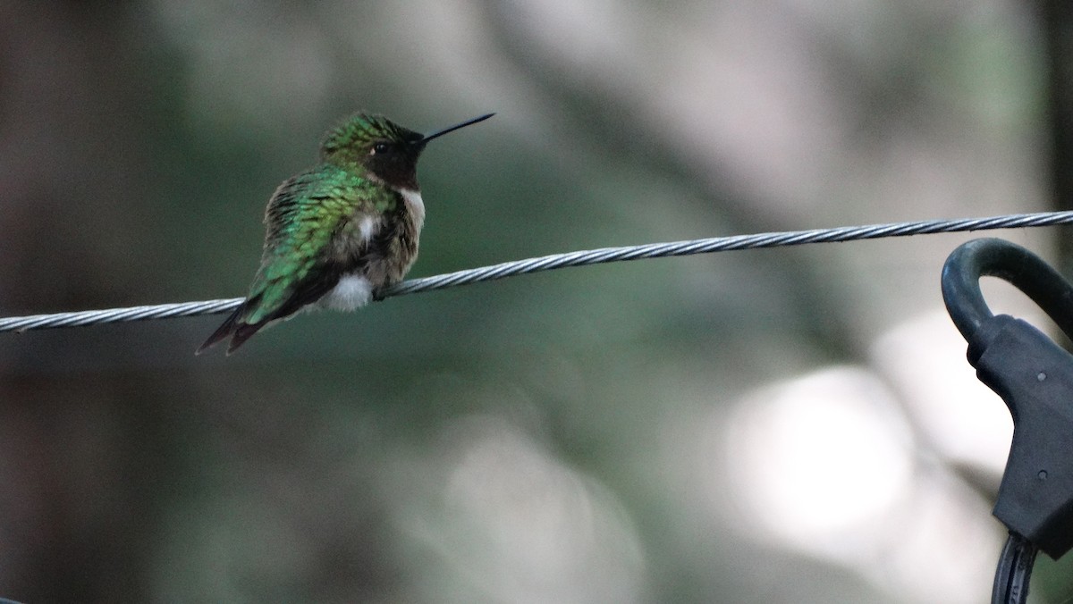 Colibri à gorge rubis - ML620941661