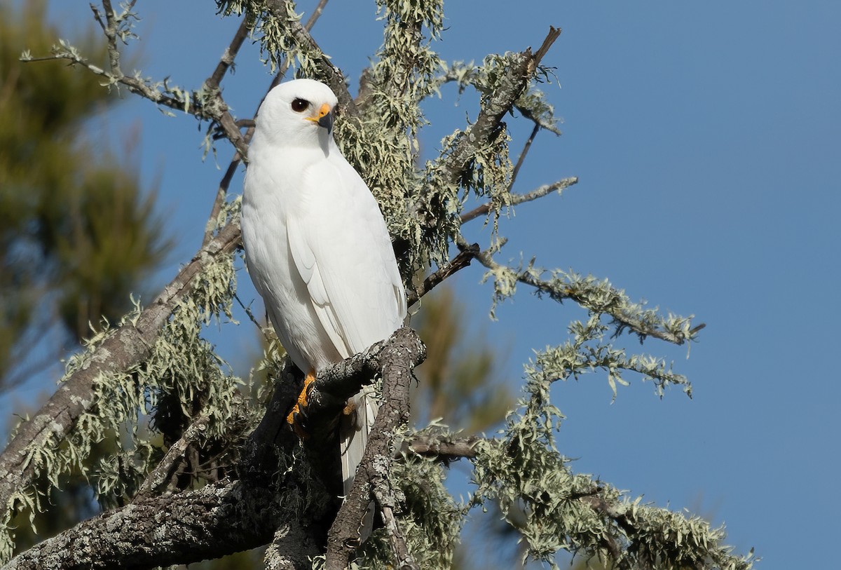 Gray Goshawk - ML620941667