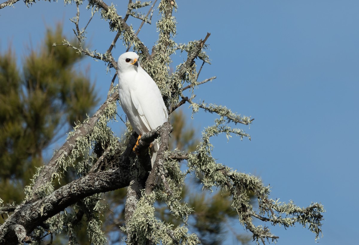 Gray Goshawk - ML620941669