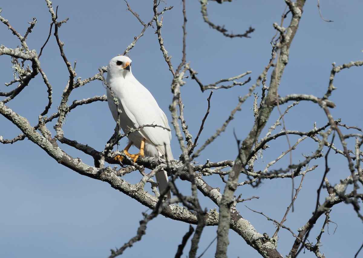 Gray Goshawk - ML620941670