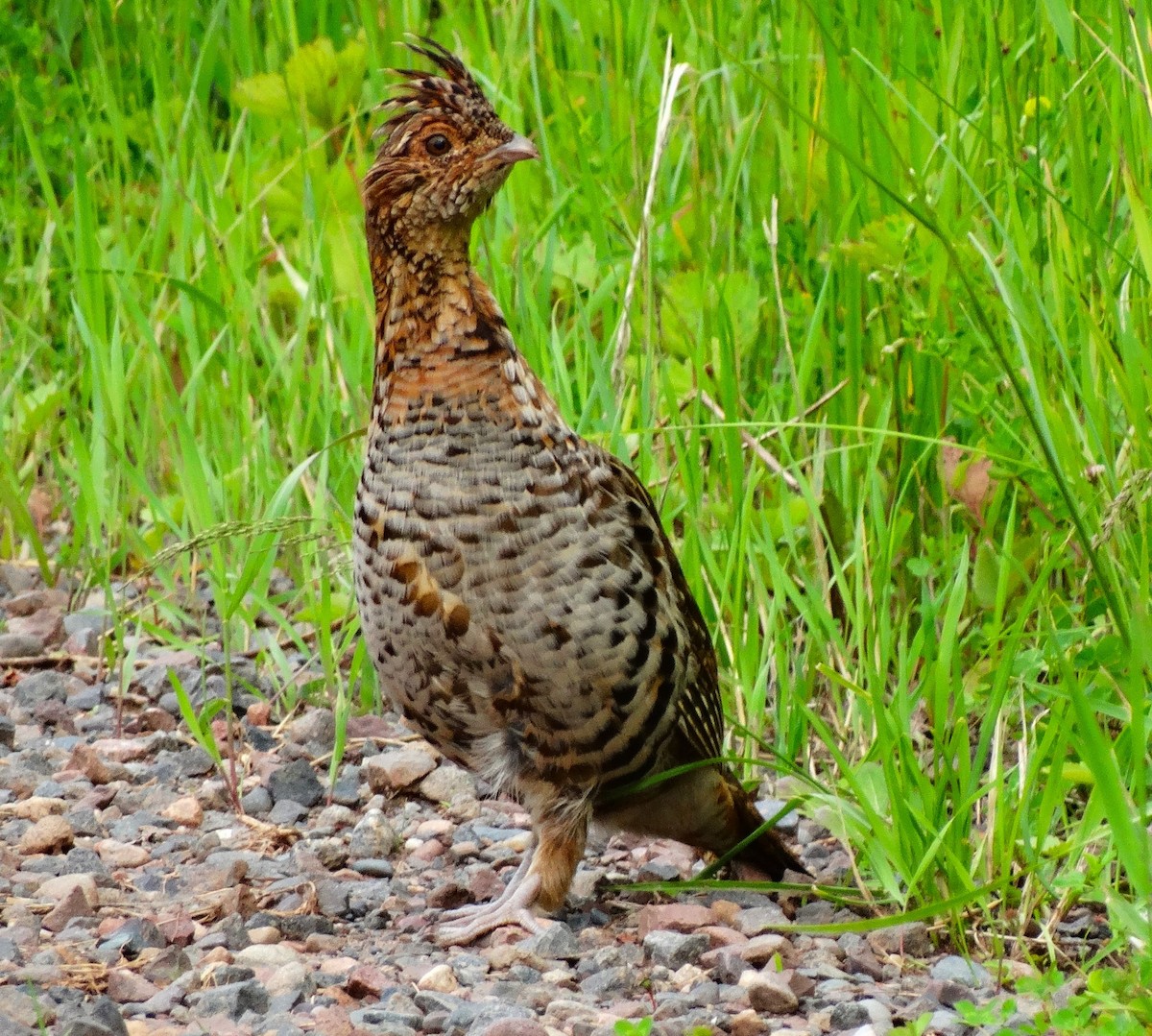 Ruffed Grouse - Nate Shipley