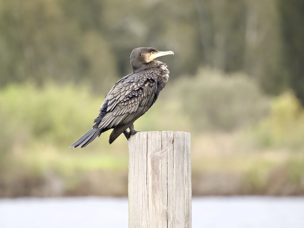 Great Cormorant - ML620941677