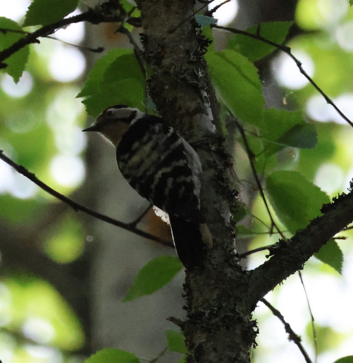 Lesser Spotted Woodpecker - ML620941678