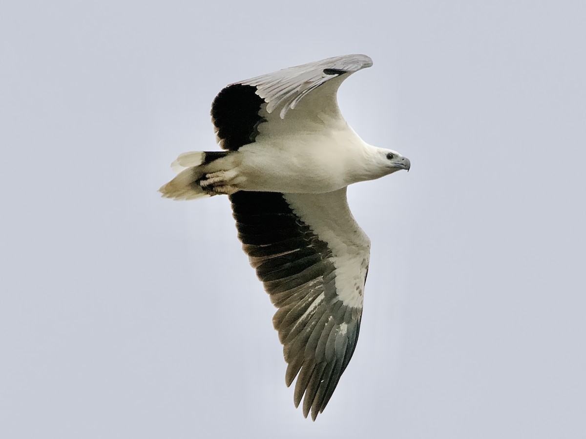 White-bellied Sea-Eagle - ML620941679