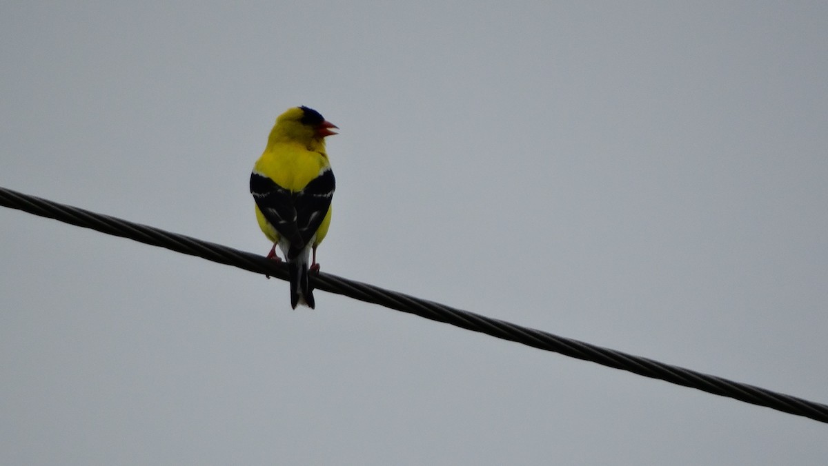 Chardonneret jaune - ML620941680