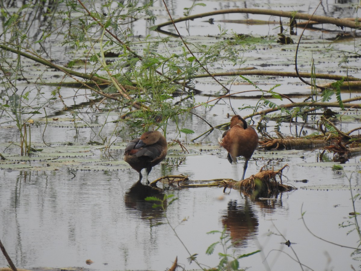 Fulvous Whistling-Duck - ML620941686