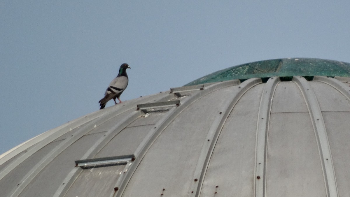 Rock Pigeon (Feral Pigeon) - ML620941707