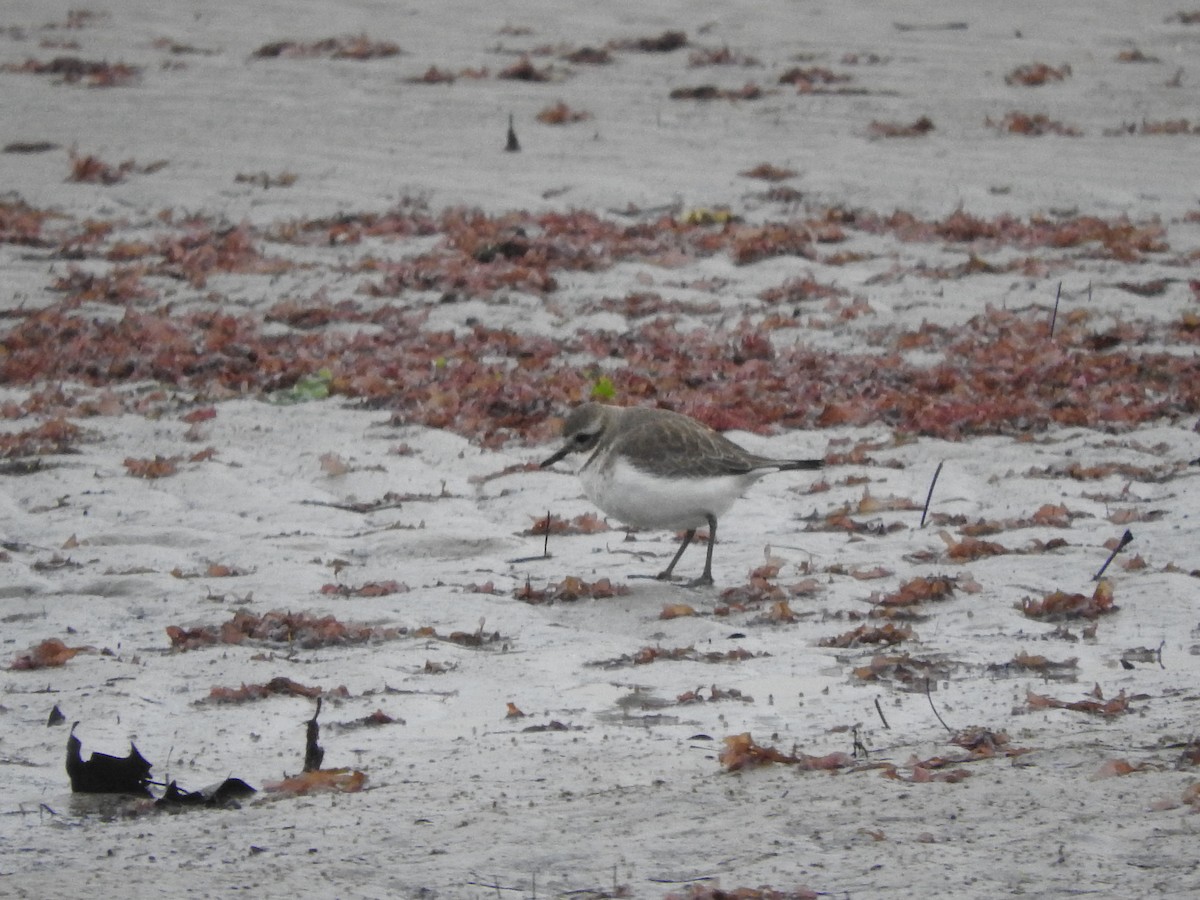 Double-banded Plover - ML620941714