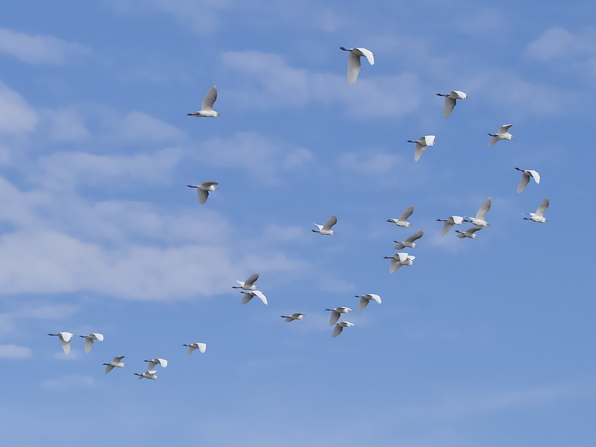 Eastern Cattle Egret - ML620941738