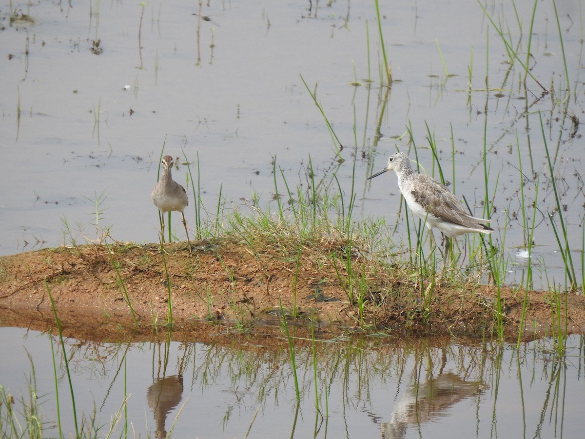 Common Greenshank - ML620941744