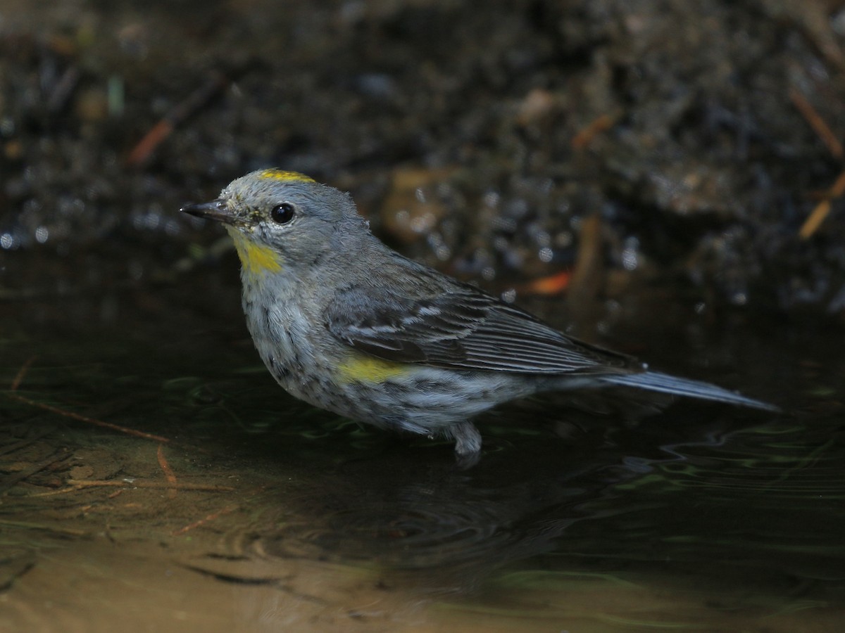 Yellow-rumped Warbler - ML620941747