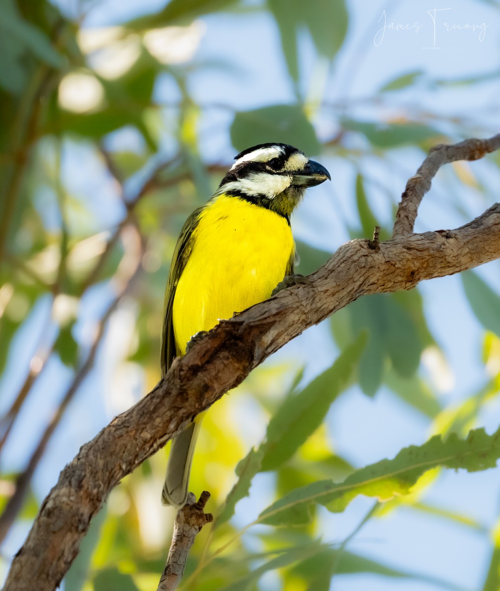 Northern Shrike-tit - ML620941748