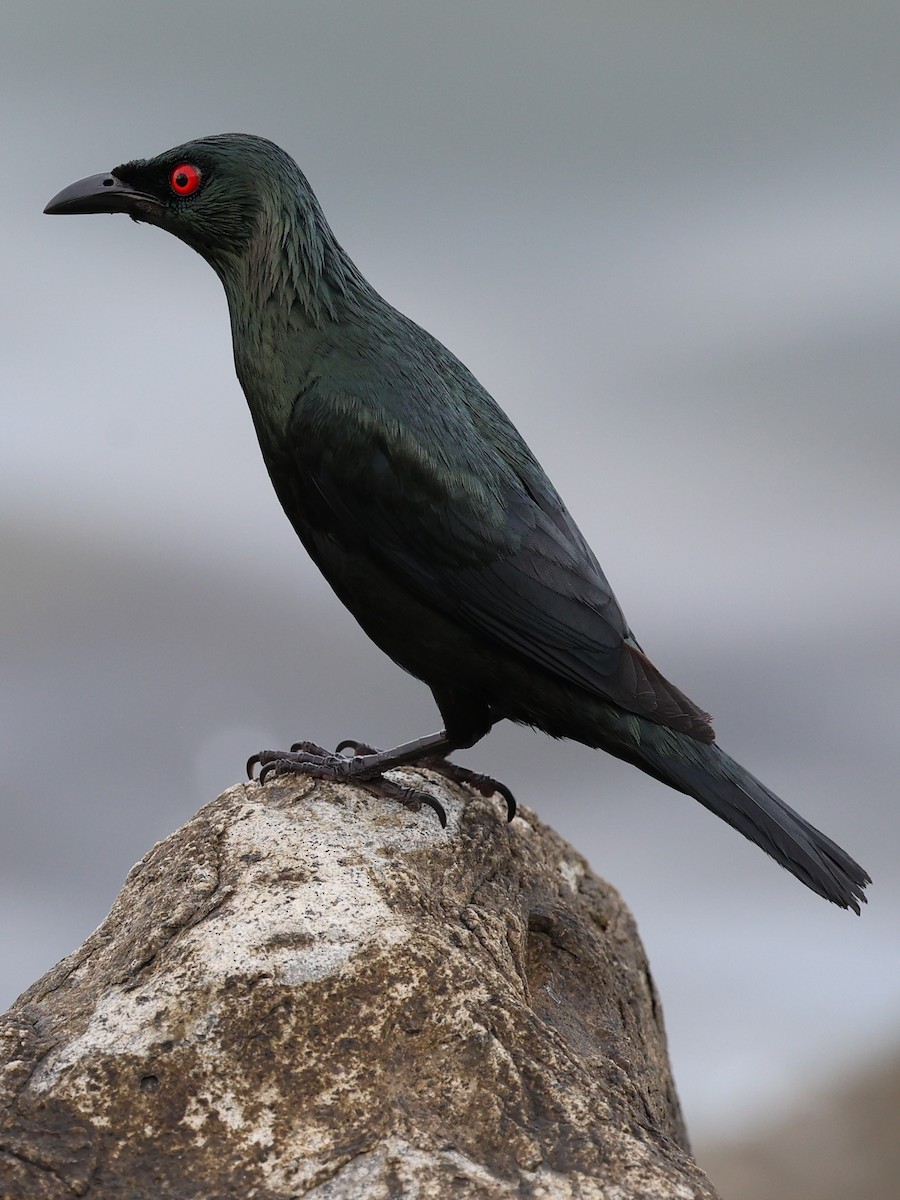 Asian Glossy Starling - ML620941762