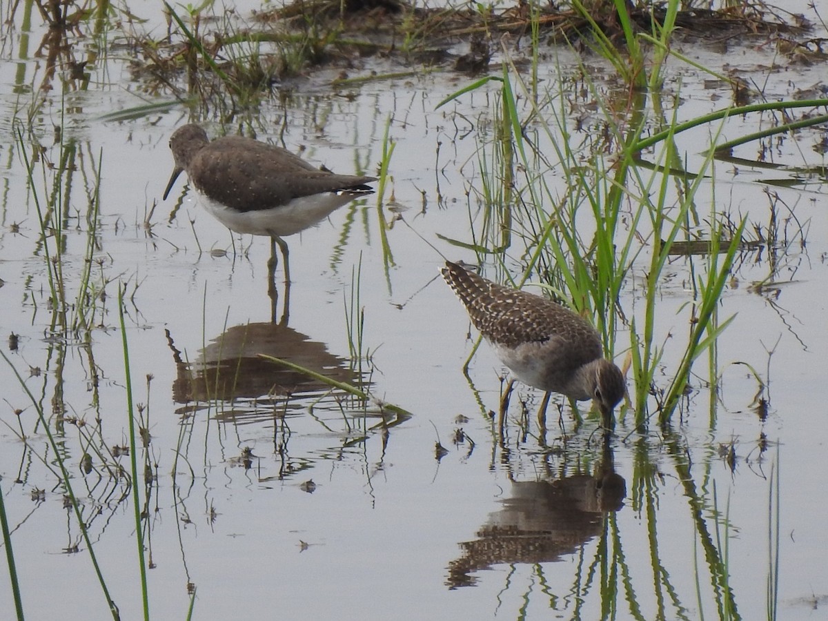 Wood Sandpiper - ML620941763