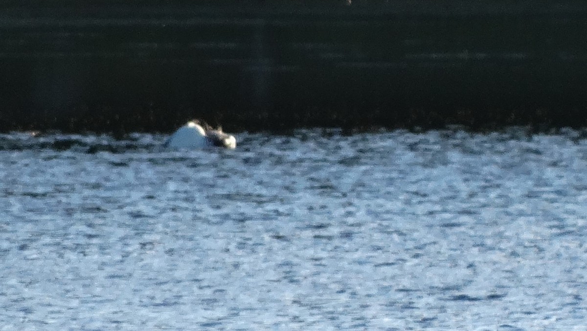 Common Loon - ML620941774