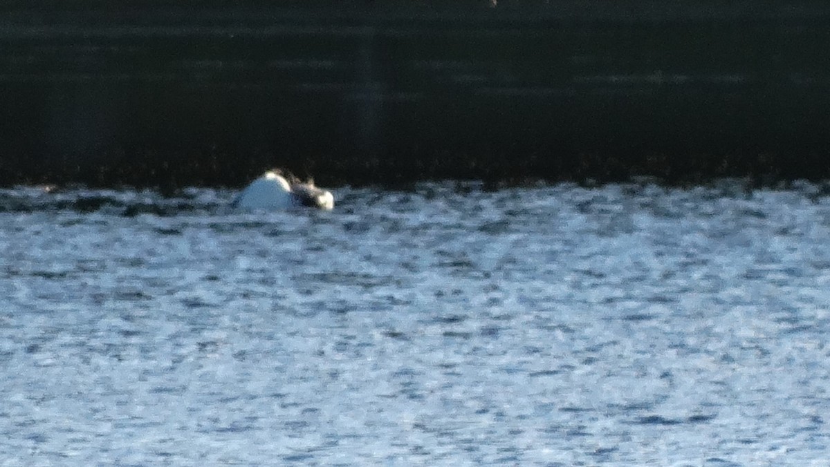 Common Loon - Nate Shipley