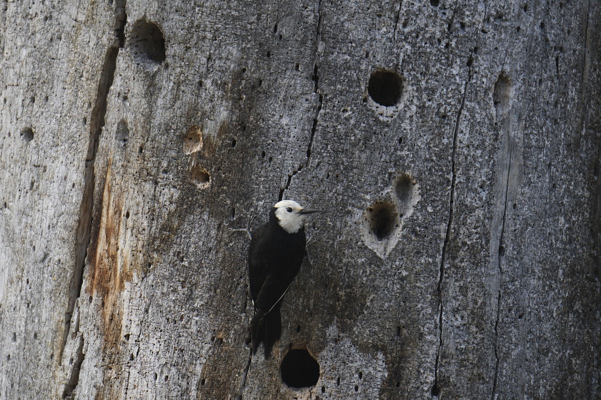 White-headed Woodpecker - ML620941781