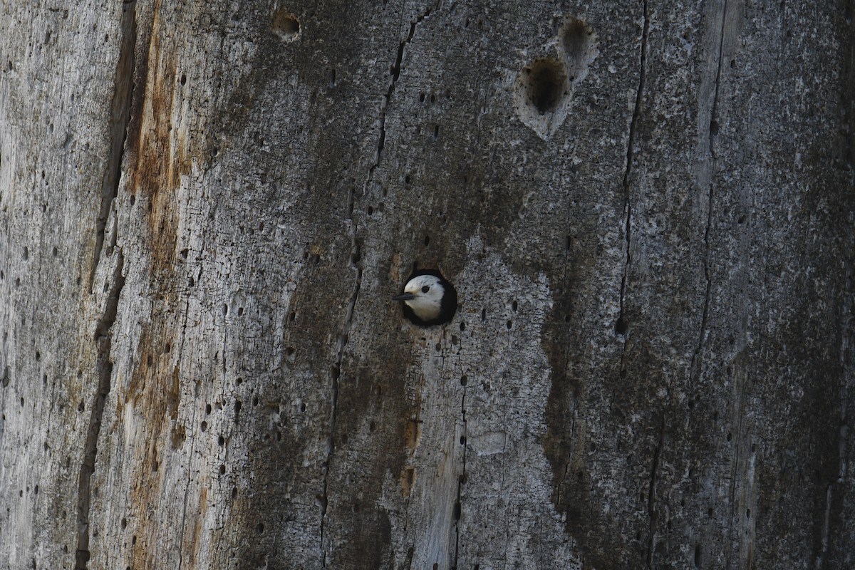 White-headed Woodpecker - ML620941785