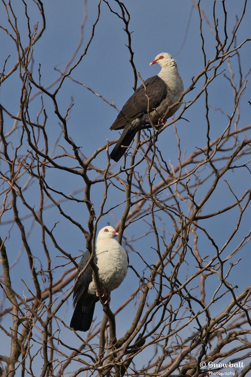 White-headed Pigeon - ML620941801