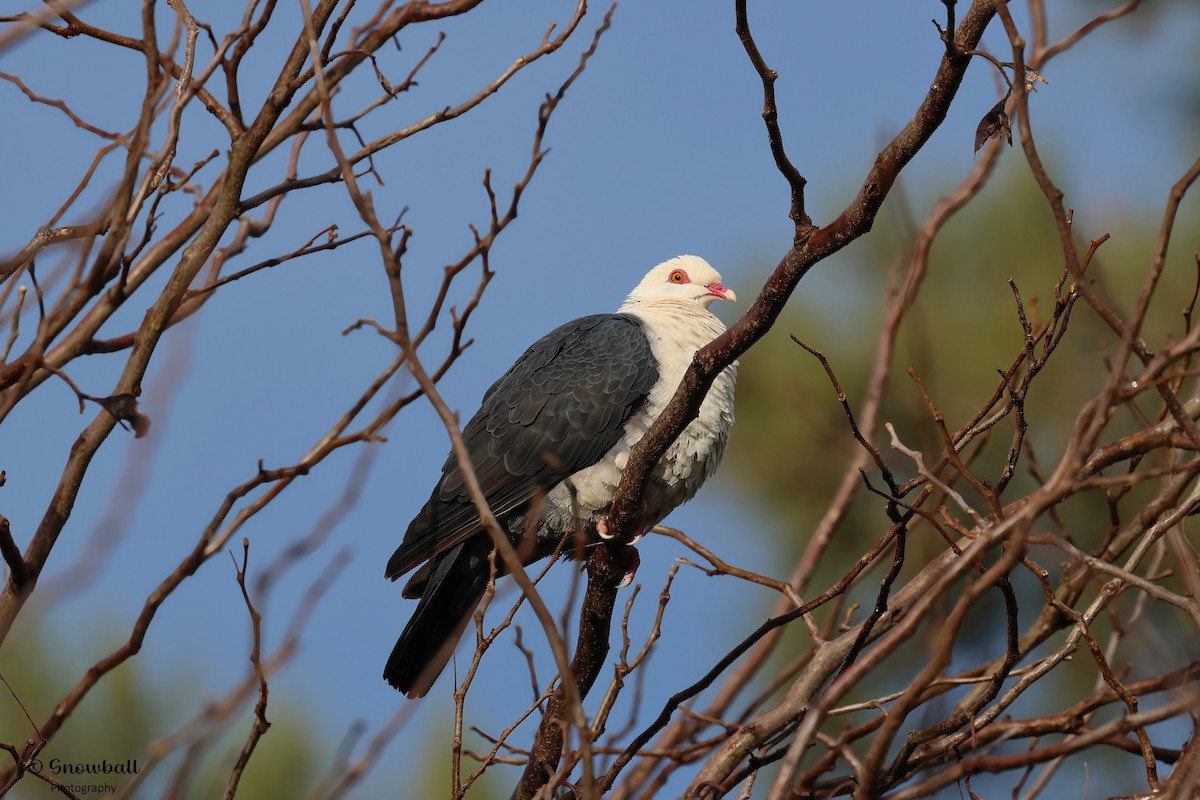 White-headed Pigeon - Martin Snowball