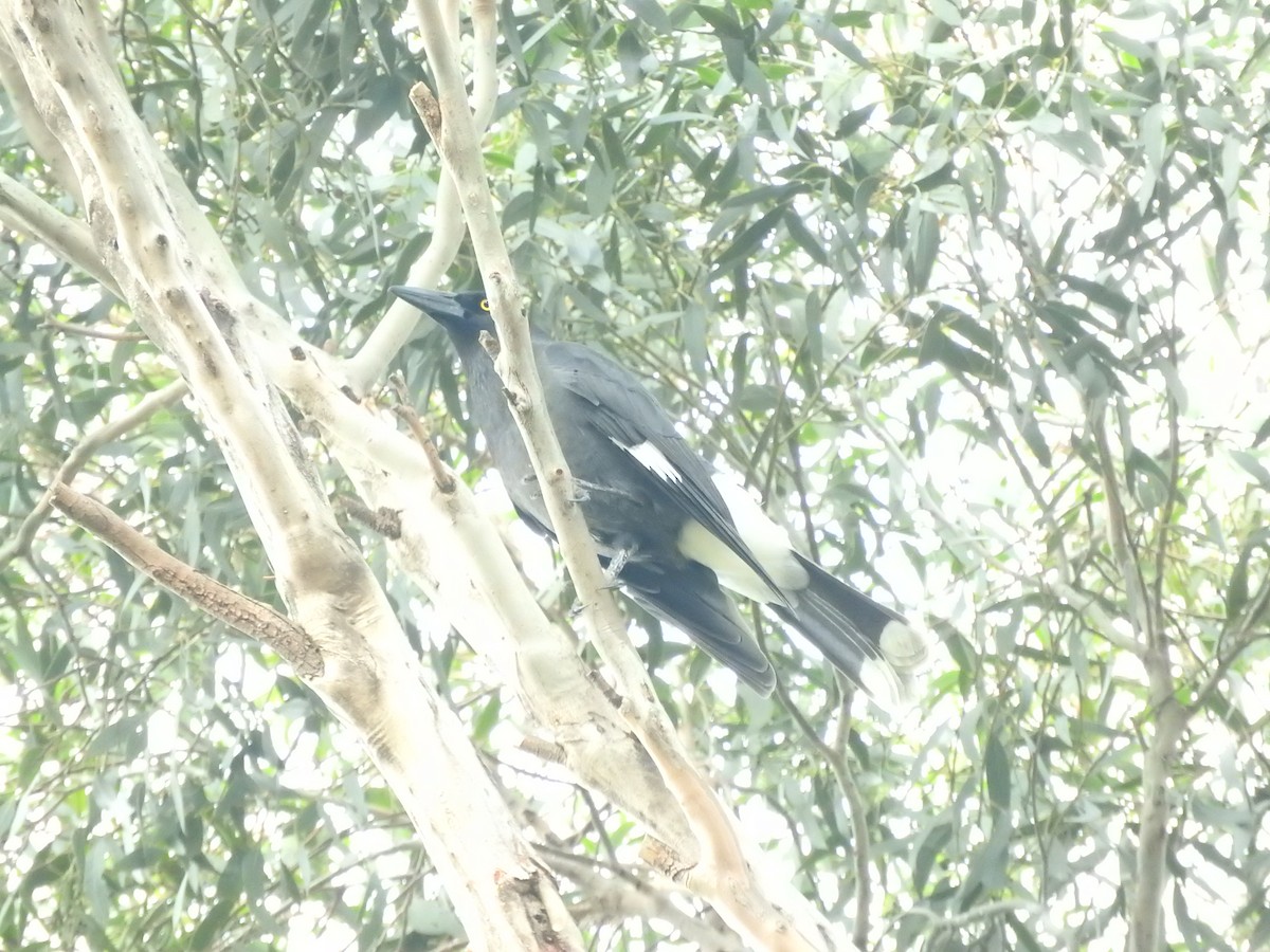 Pied Currawong - ML620941860