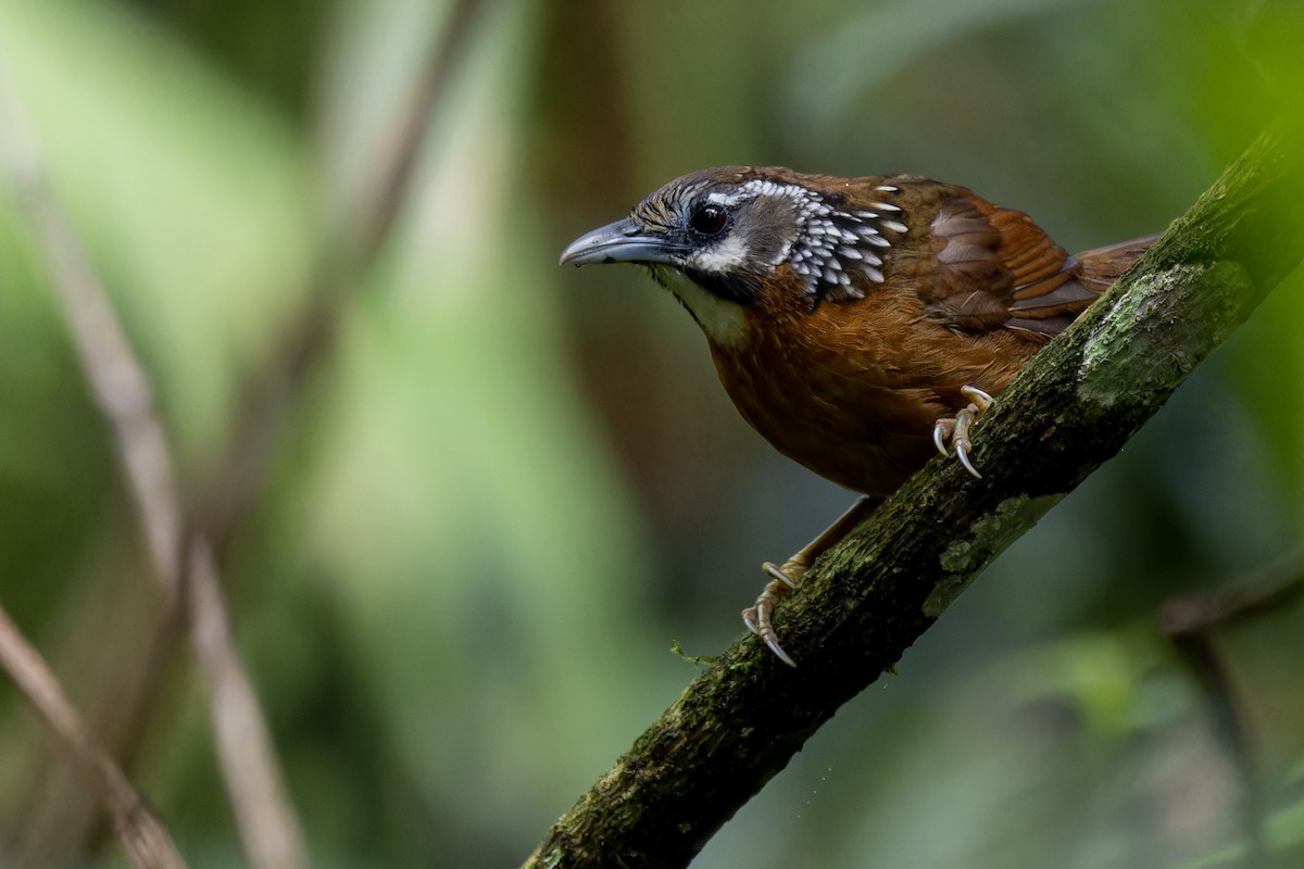 Spot-necked Babbler - ML620941863