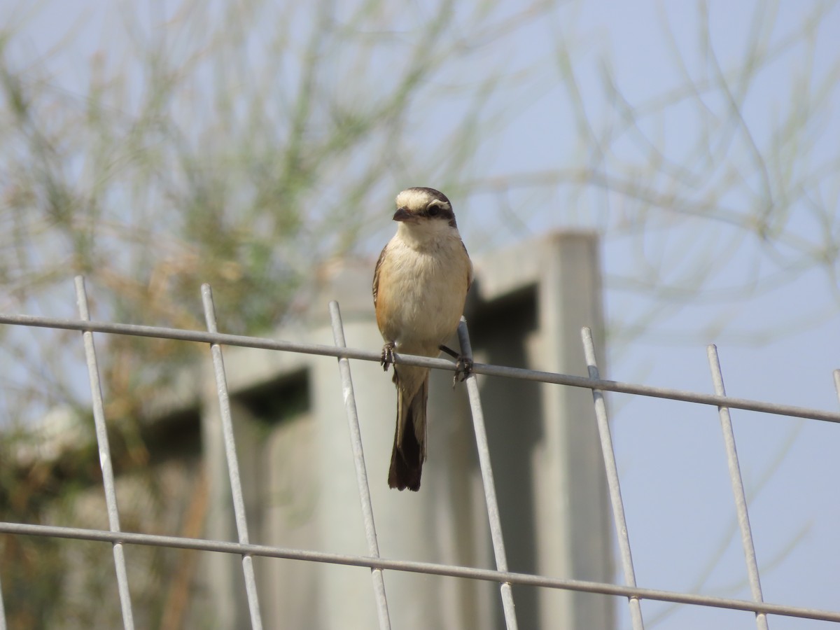 Masked Shrike - ML620941867