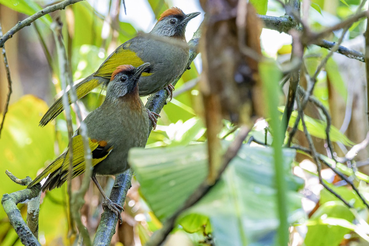 Silver-eared Laughingthrush - ML620941869