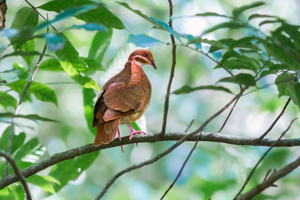 Ruddy Quail-Dove - ML620941872