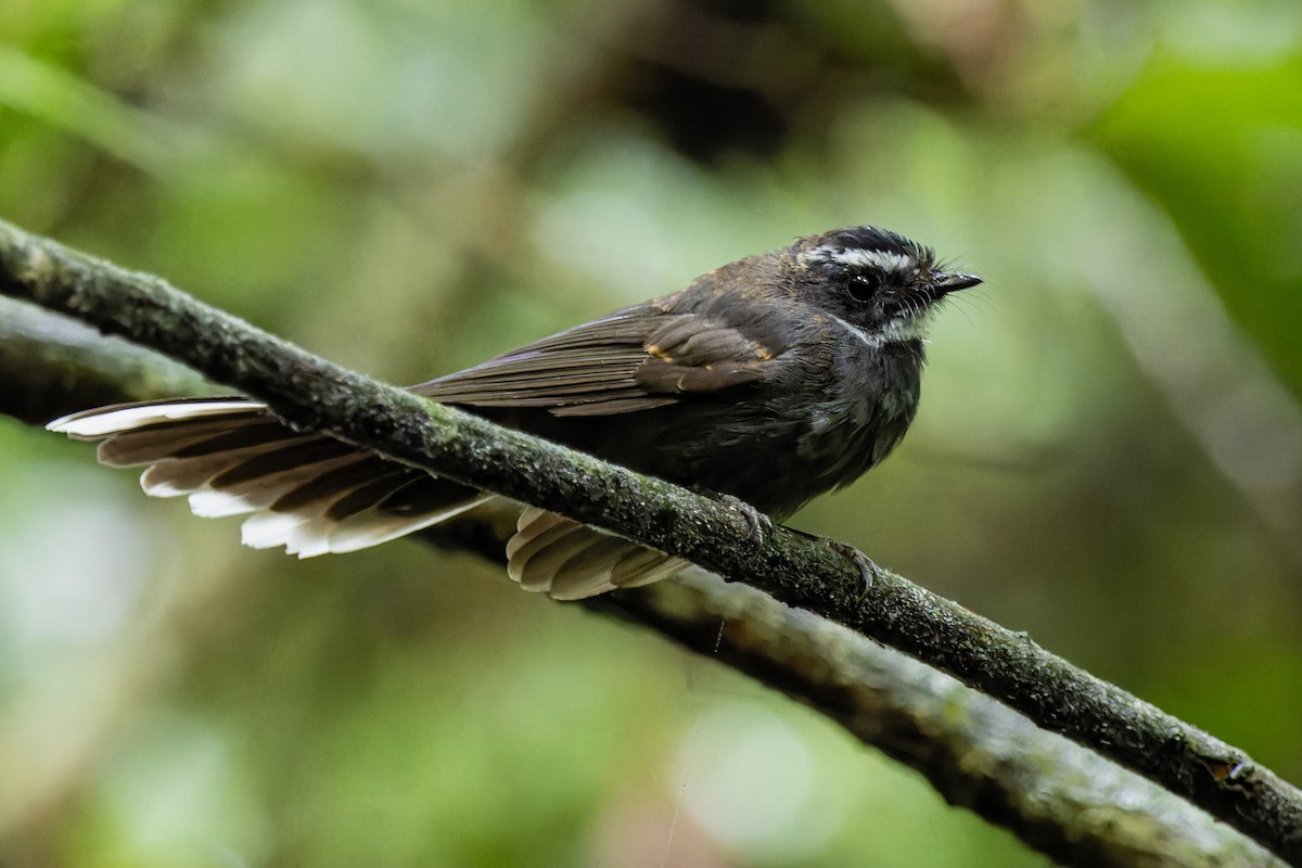 White-throated Fantail - ML620941873