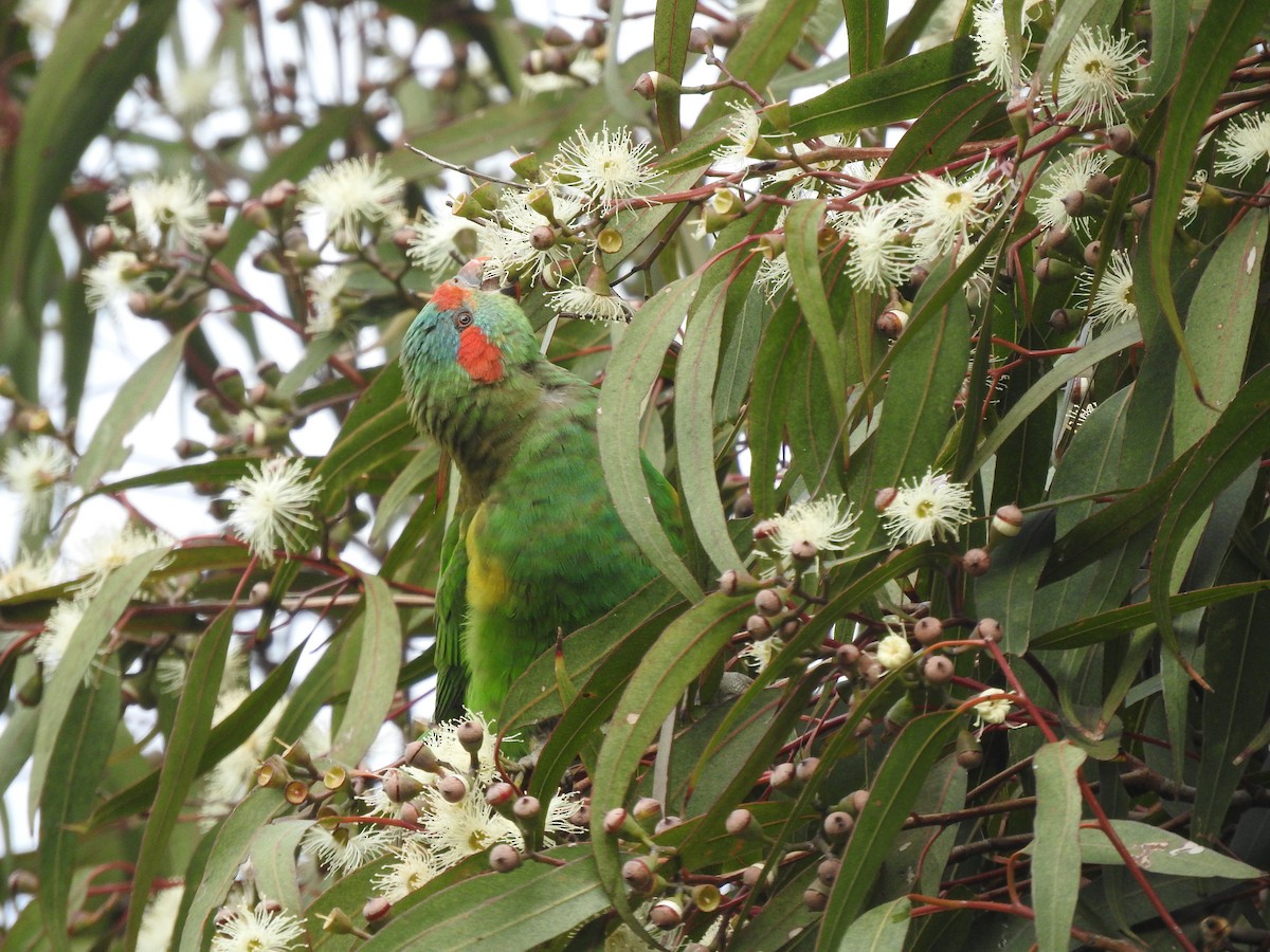 Musk Lorikeet - ML620941877