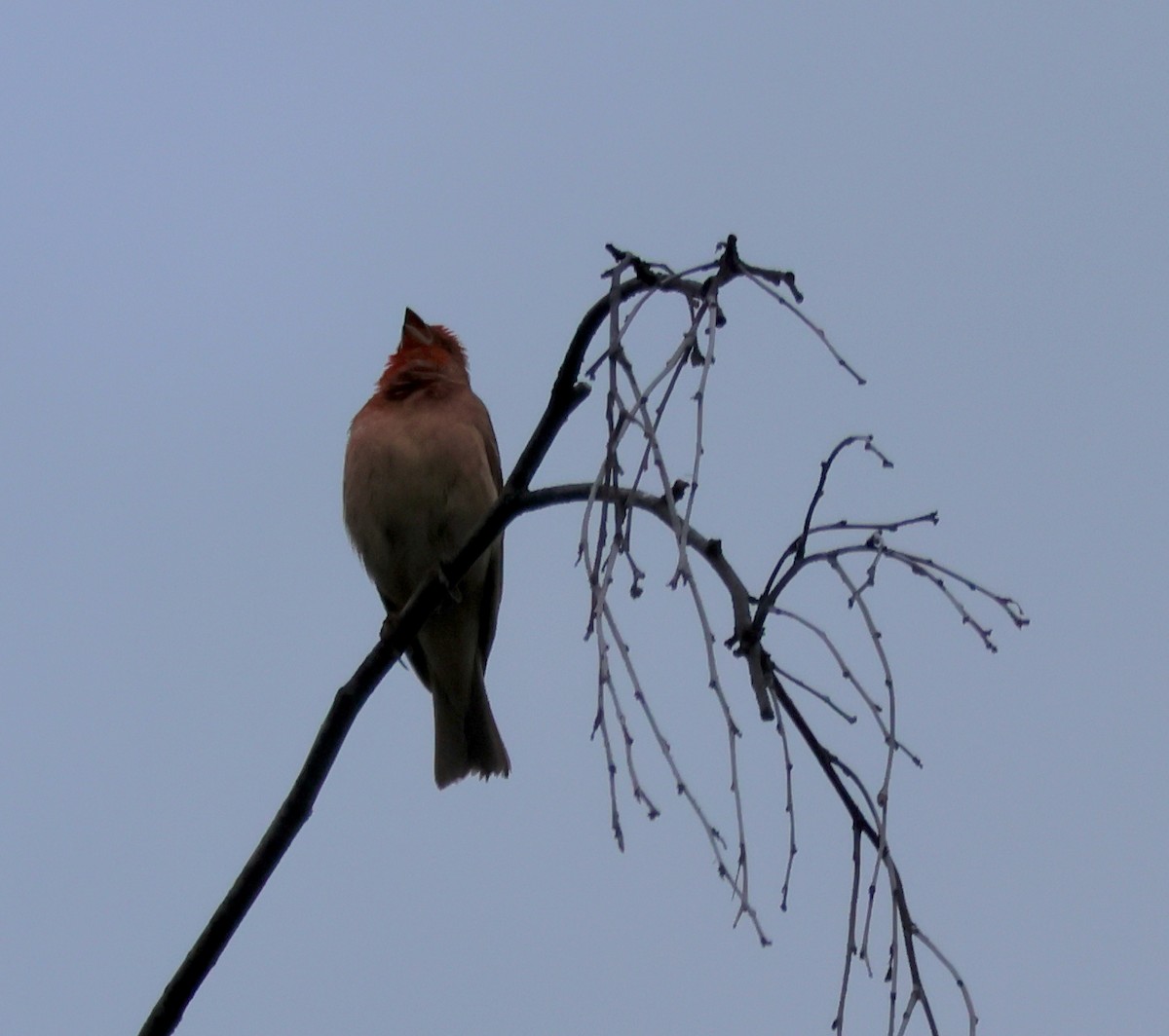 Common Rosefinch - Murray DELAHOY