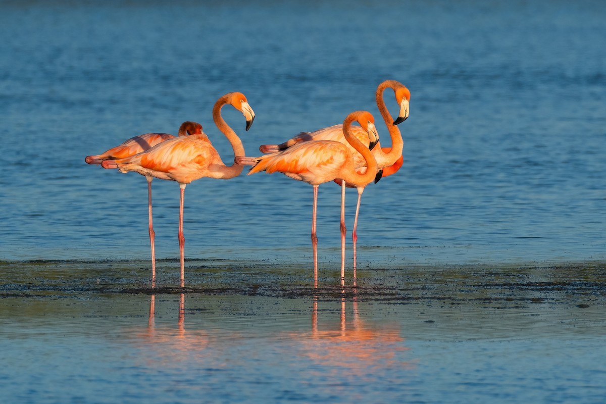 Amerika Flamingosu - ML620941889
