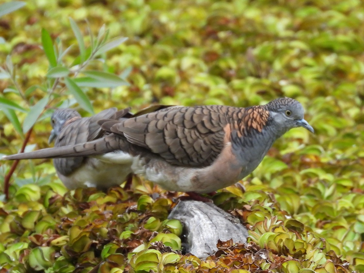 Bar-shouldered Dove - ML620941893