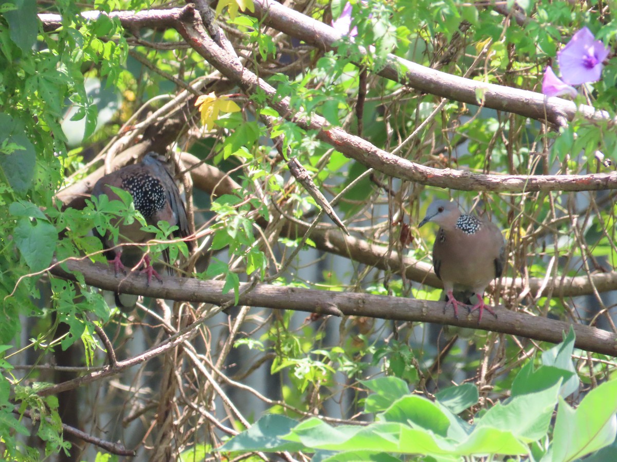 Spotted Dove - ML620941920