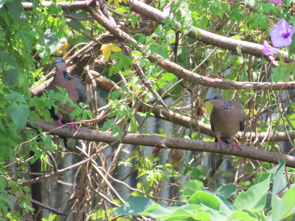 Spotted Dove - ML620941921