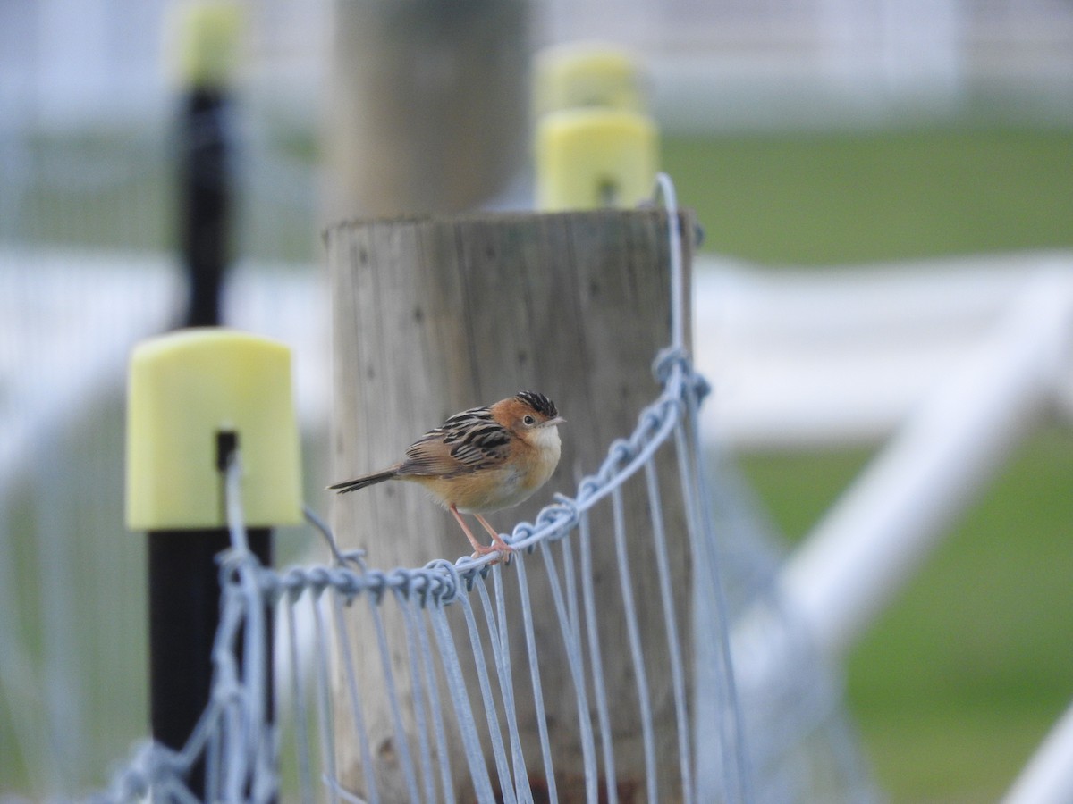 Golden-headed Cisticola - ML620941923