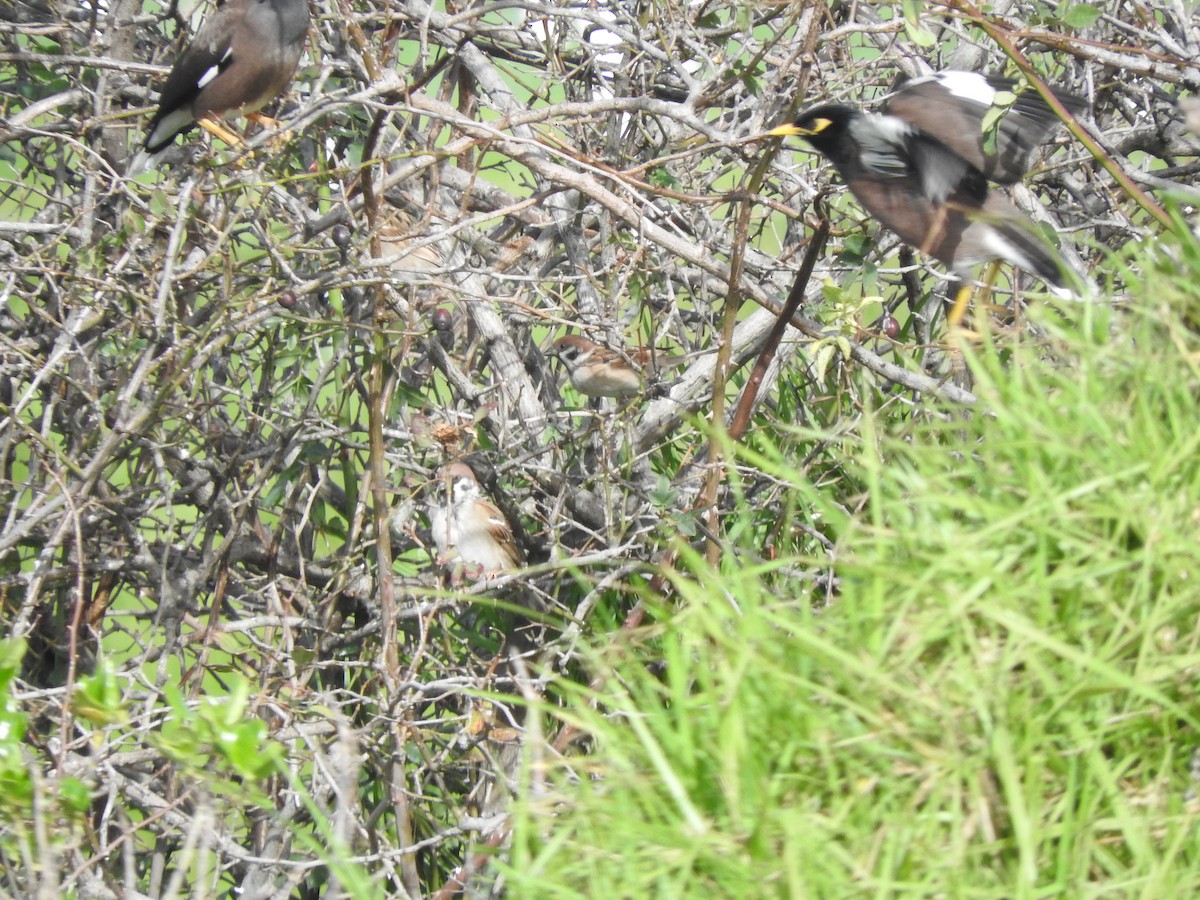 Eurasian Tree Sparrow - ML620941927