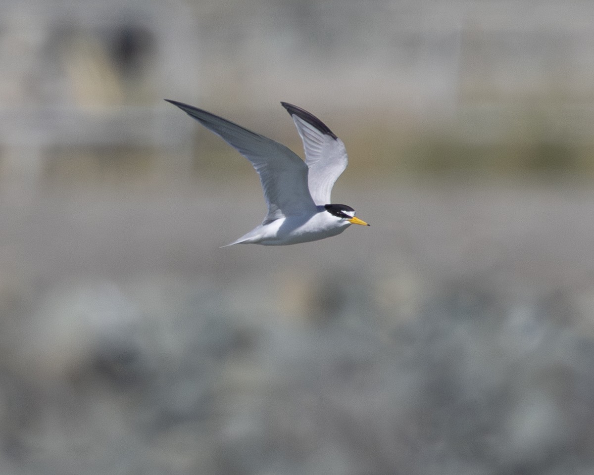 Least Tern - ML620941928