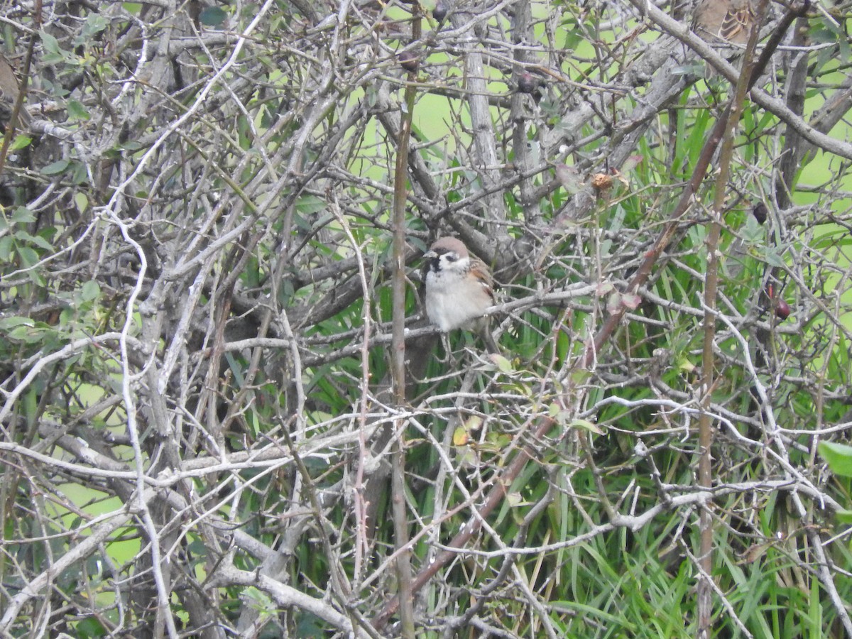 Eurasian Tree Sparrow - ML620941930