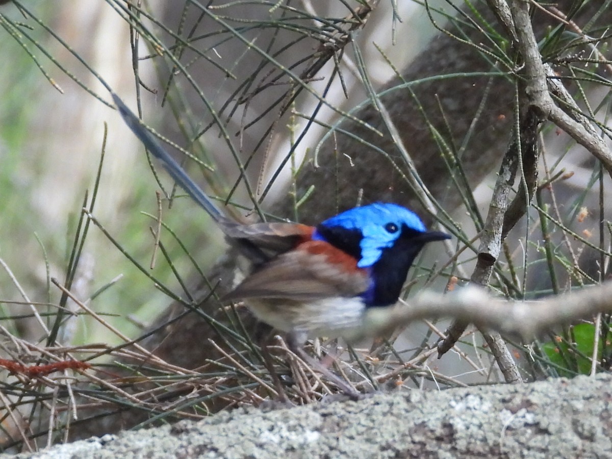 Variegated Fairywren - ML620941932