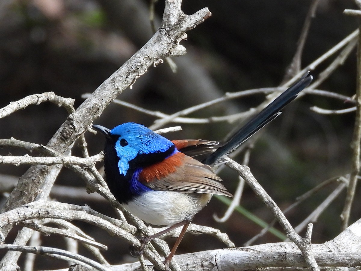 Variegated Fairywren - ML620941934