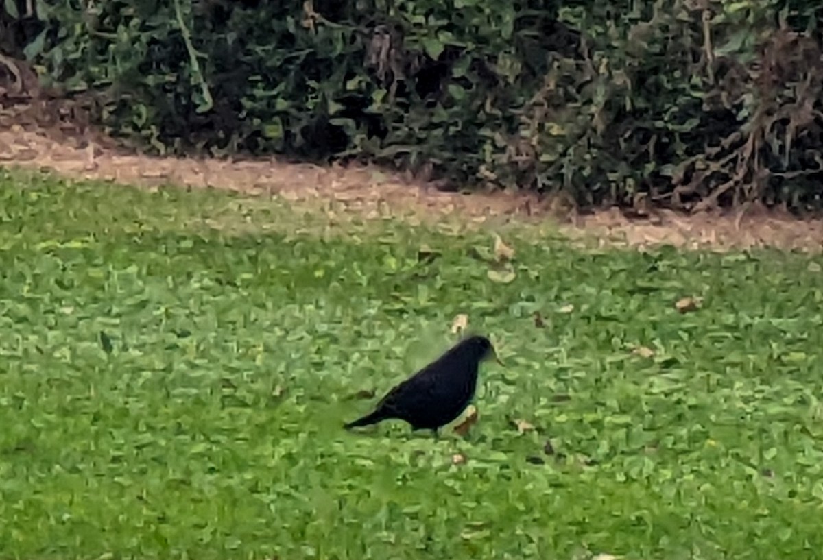 Eurasian Blackbird - ML620941936