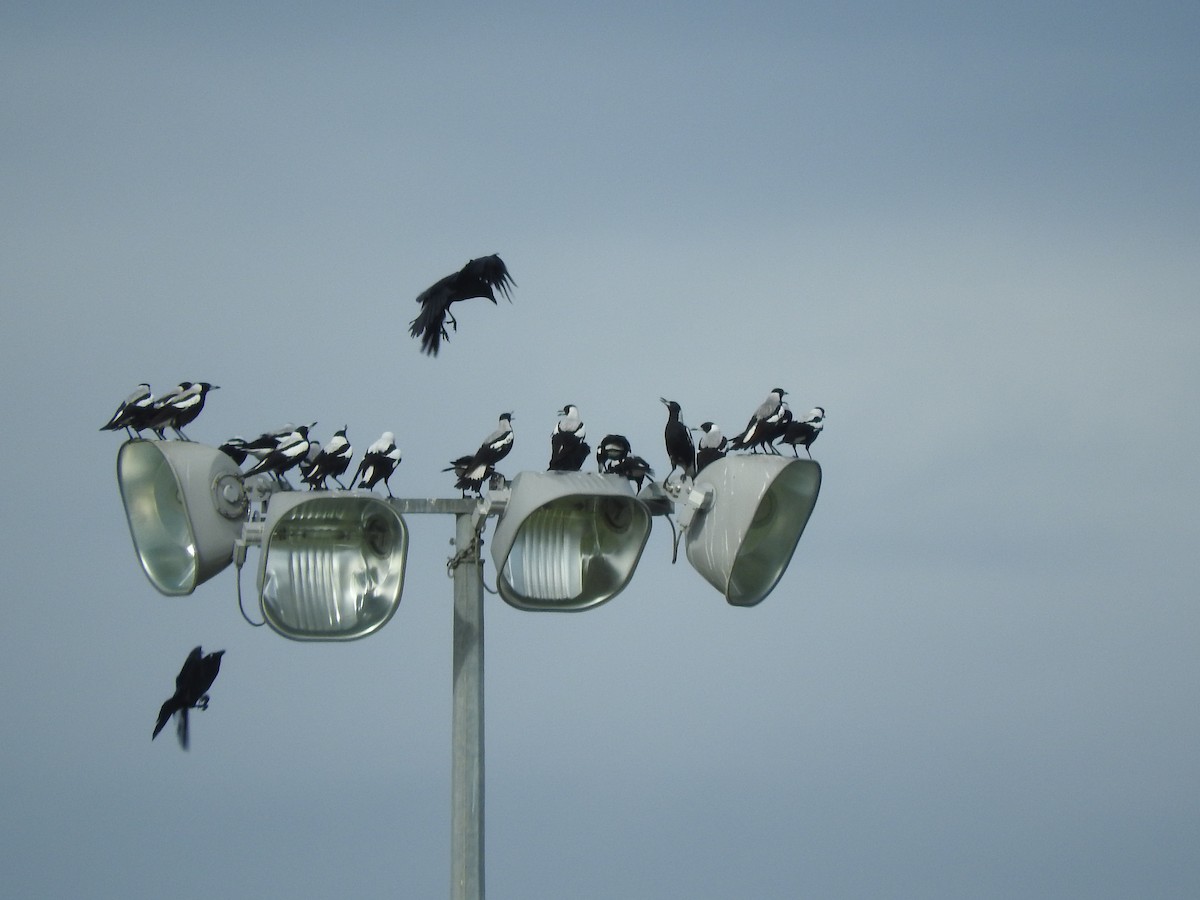 Australian Magpie - ML620941960